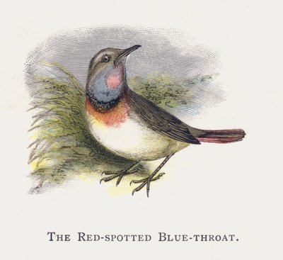 The Red-spotted Blue-throat by Alexander Francis Lydon